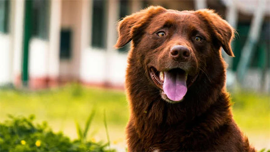 Spironolattone per cani: tutto quello che devi sapere