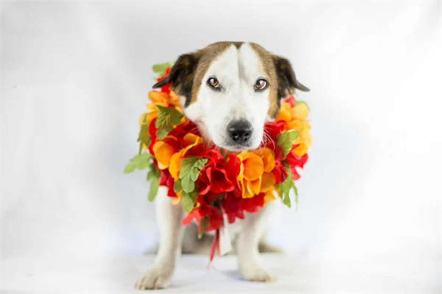 Spironolattone per cani: tutto quello che devi sapere