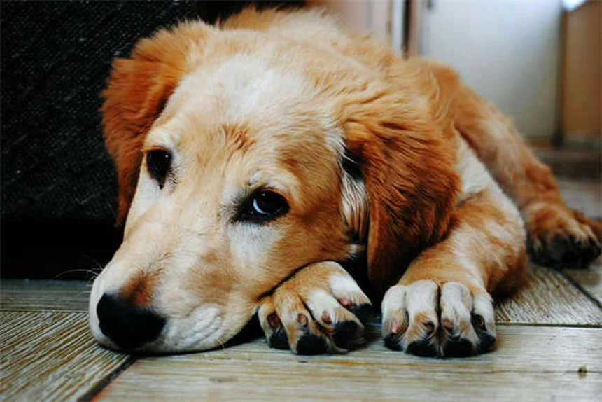 I gatti si riconoscono allo specchio? Scopri la verità!