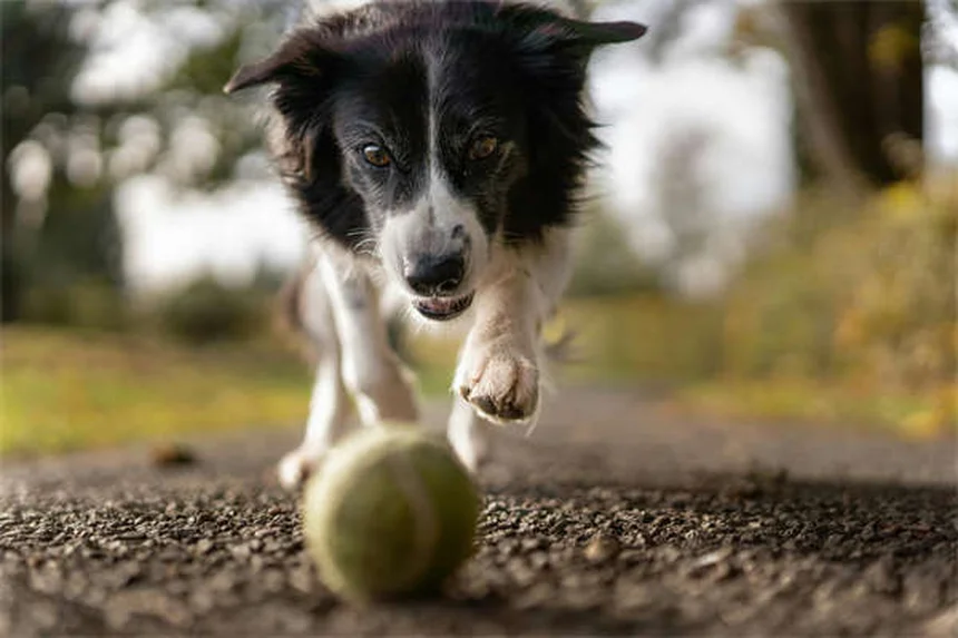 Come eliminare le pulci da cani e gatti: guida definitiva