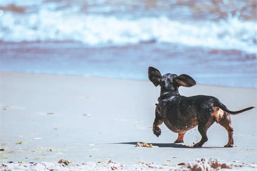 Come eliminare le pulci da cani e gatti: guida definitiva