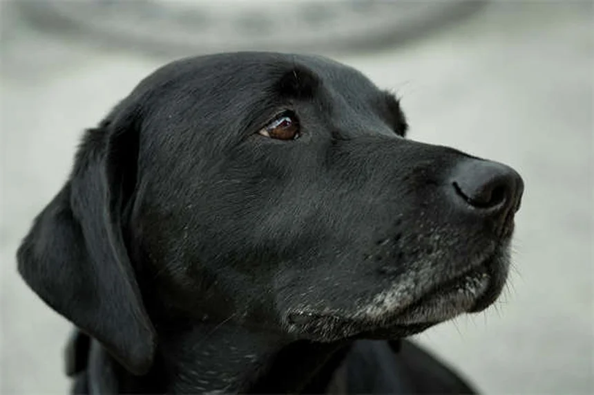 Come eliminare le pulci da cani e gatti: guida definitiva