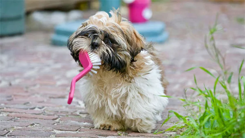 Come pulire i denti al gatto: 6 trucchi facili che funzionano davvero!