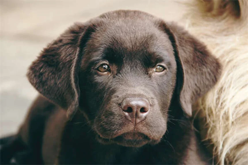 Vermi del cuore nel cane: sintomi, cura e prevenzione