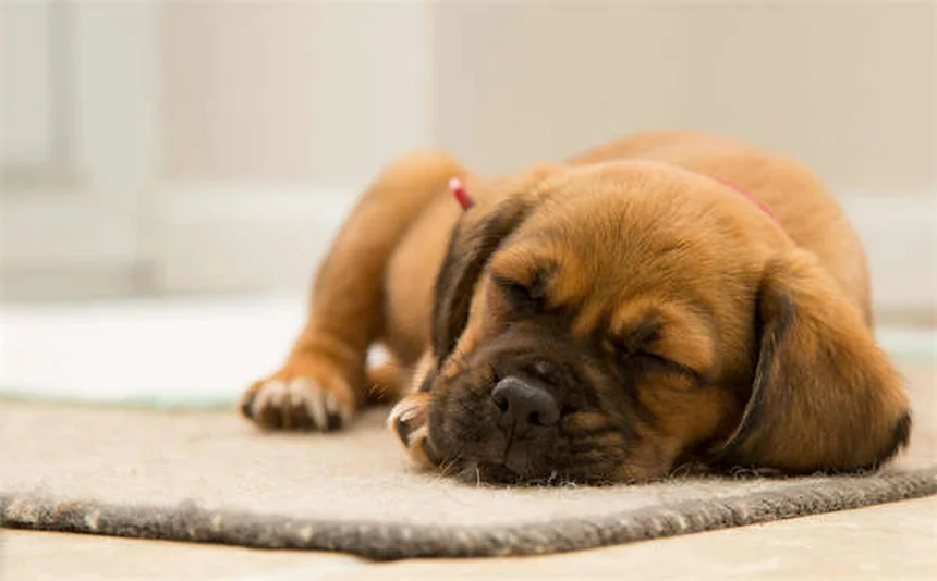 Vermi del cuore nel cane: sintomi, cura e prevenzione