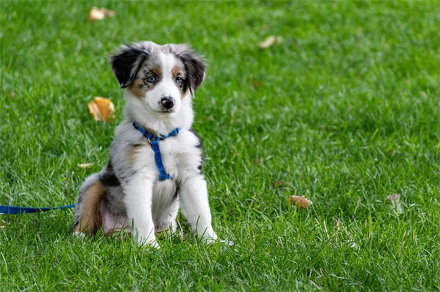 Vermi del cuore nel cane: sintomi, cura e prevenzione