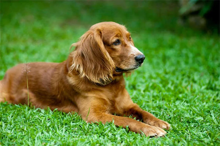 Toelettatura cuccioli: guida completa per iniziare bene