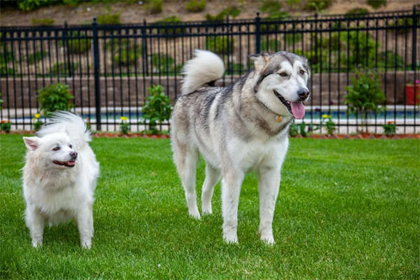 Benadryl per cani: dosaggio sicuro e quando usarlo