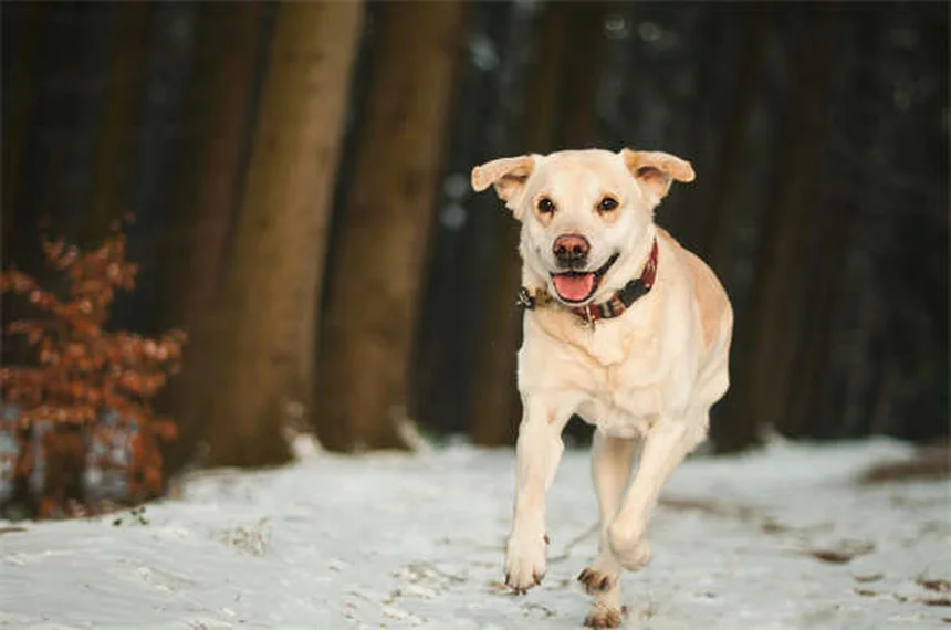 7 malattie trasmesse dall'acqua che possono infettare il tuo cane