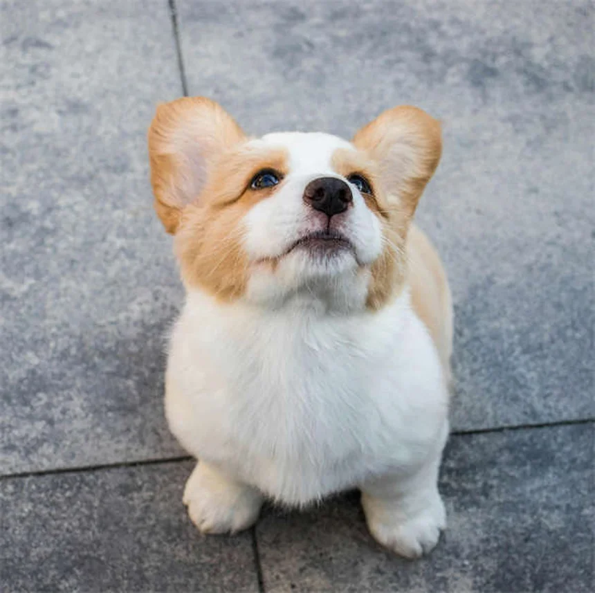 7 malattie trasmesse dall'acqua che possono infettare il tuo cane