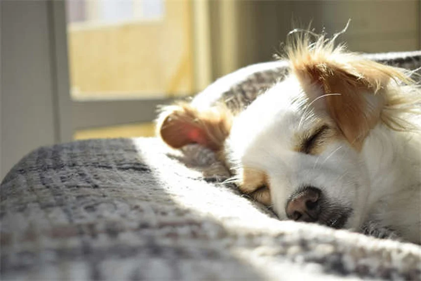 Come rinfrescare il cane d'estate: 7 trucchi infallibili