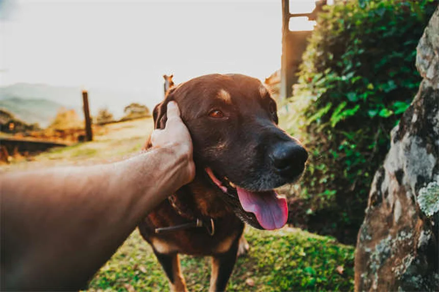 Come Pulire le Feci del Cane in Modo Sicuro: Guida Completa