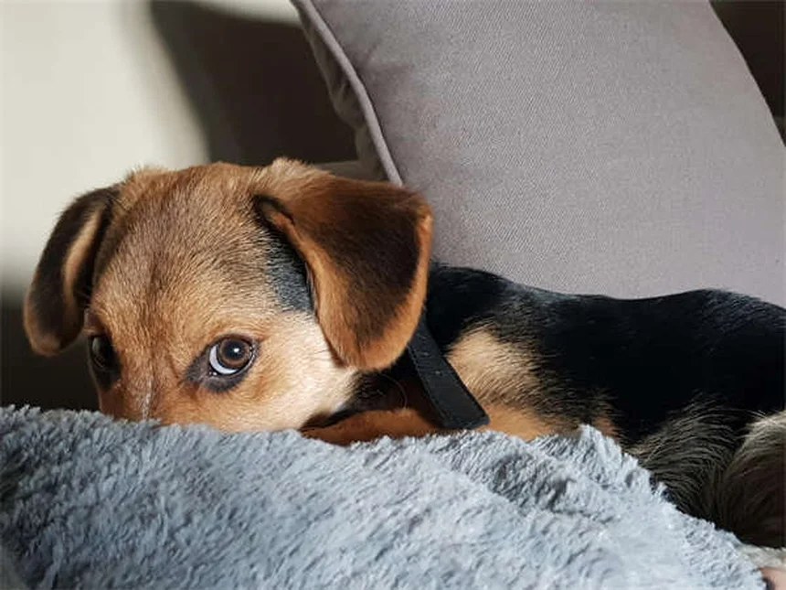 Pit Bull: perché le leggi specifiche per razza sono sbagliate?