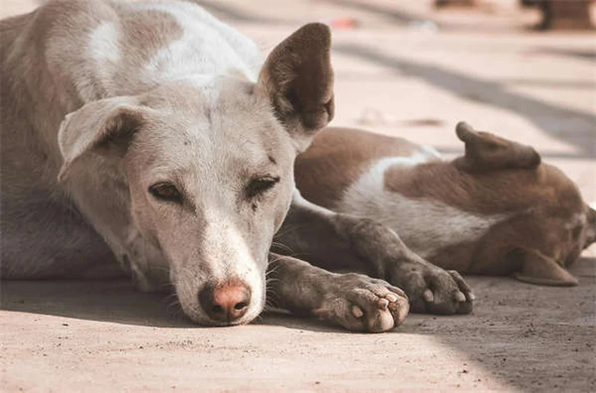 Pit Bull: perché le leggi specifiche per razza sono sbagliate?