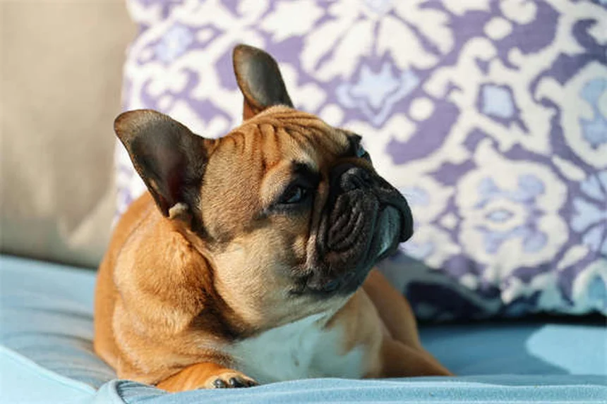 Come scegliere un cane sano: guida completa per trovare il tuo compagno perfetto