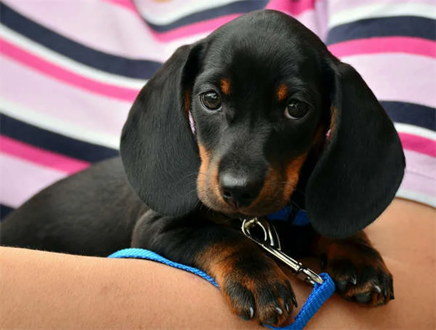 Come scegliere un cane sano: guida completa per trovare il tuo compagno perfetto