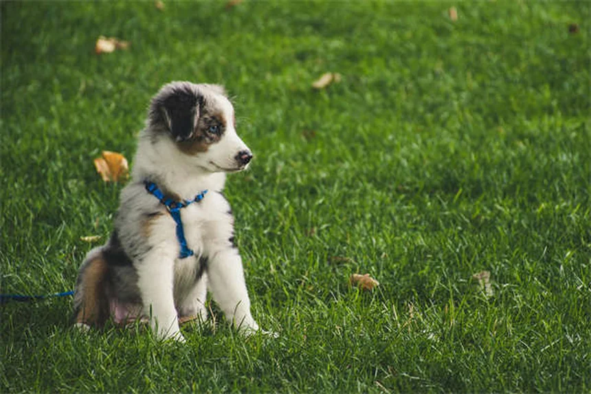 Hotel pet-friendly in Italia: 5 cose che nessuno ti dice prima di prenotare