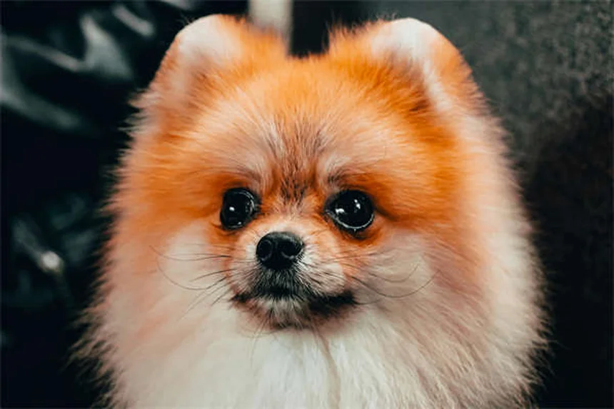 Hotel pet-friendly in Italia: 5 cose che nessuno ti dice prima di prenotare