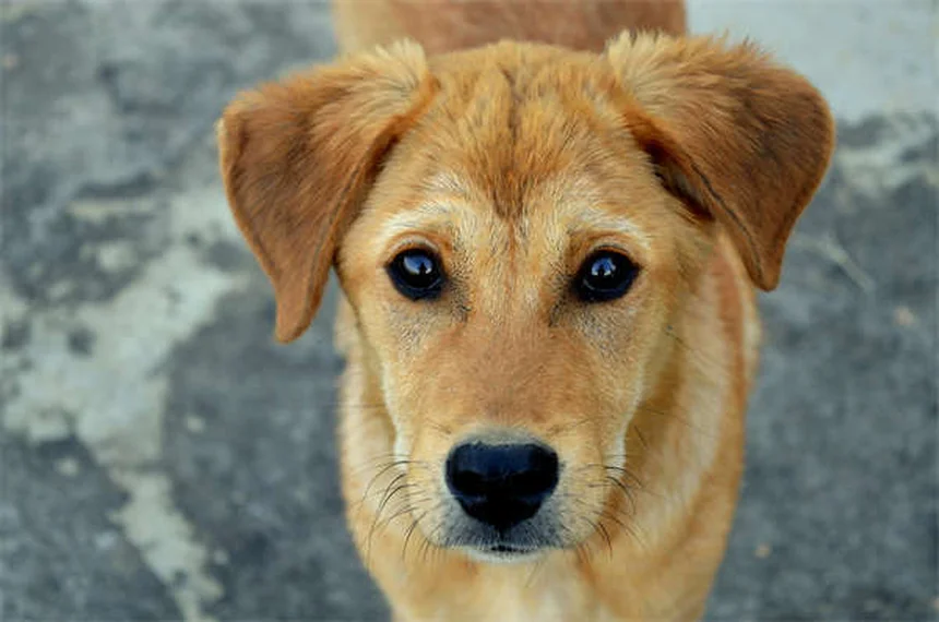 Zoppia nei cavalli: sintomi, cause e rimedi per il tuo animale