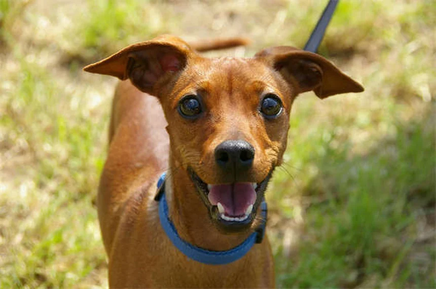 I cani annusano la paura? Scopri come il tuo cane legge le tue emozioni
