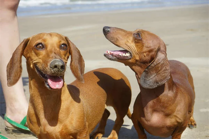 I cani annusano la paura? Scopri come il tuo cane legge le tue emozioni