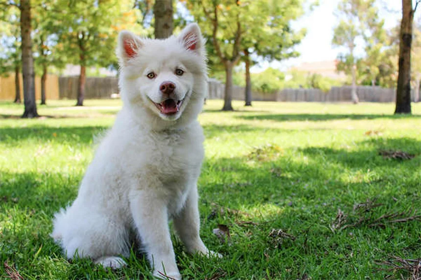 I cani annusano la paura? Scopri come il tuo cane legge le tue emozioni