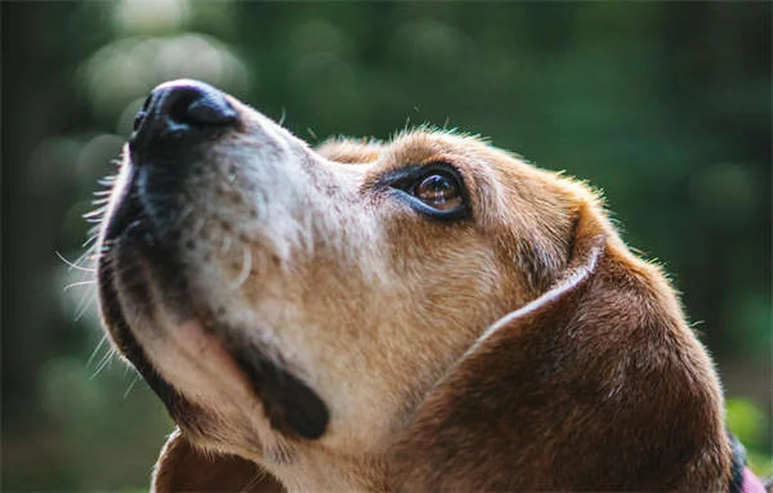 Come dare una pillola al gatto: 5 trucci infallibili