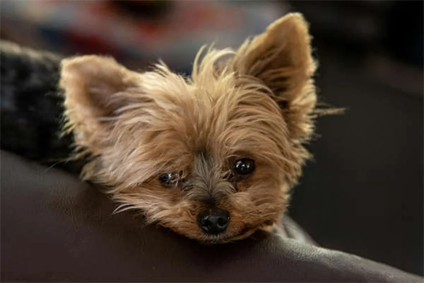 Zecca marrone del cane: come proteggere il tuo amico a 4 zampe