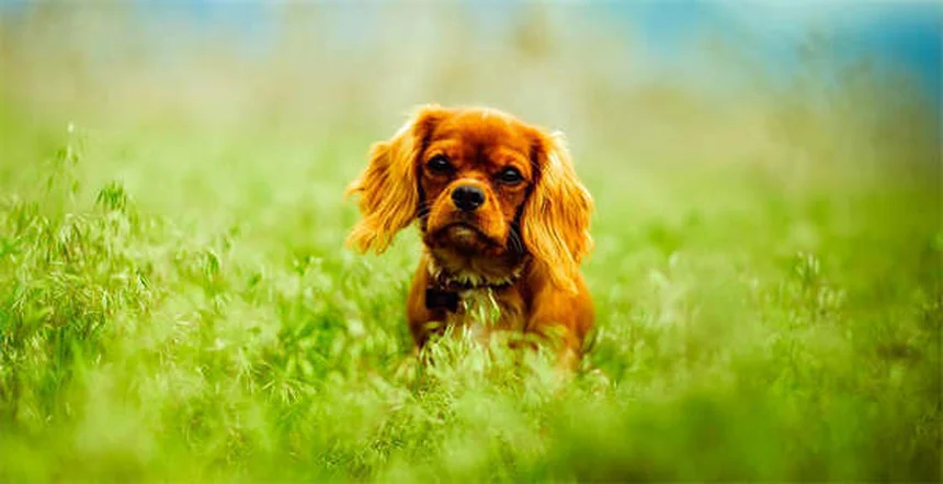 Zecca marrone del cane: come proteggere il tuo amico a 4 zampe