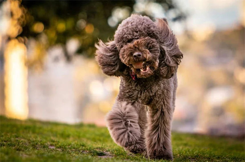 15 Razze di Cani Bianchi Perfetti per la Tua Famiglia