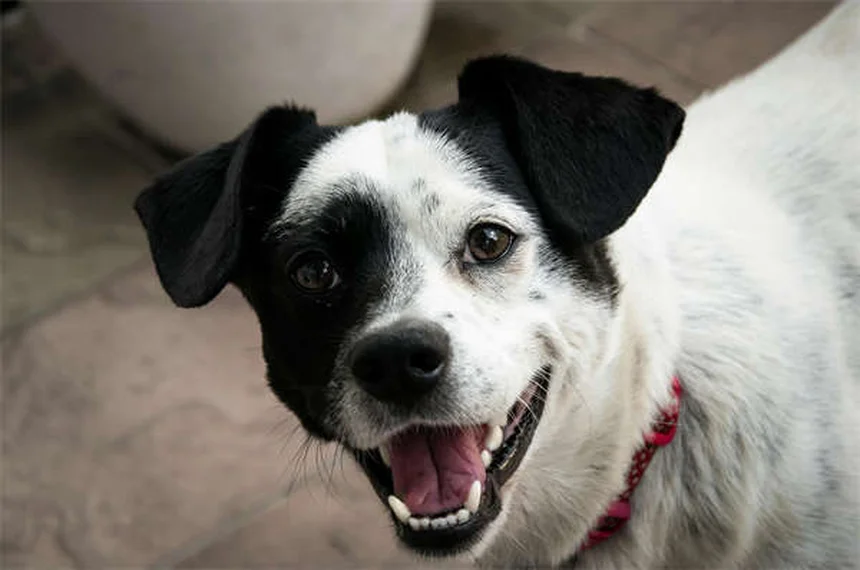 Chiggers nei cani: cosa sono e come trattarli efficacemente