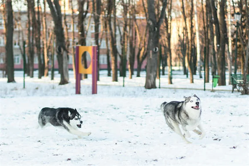 16 Razze di Cani Doodle: Scopri il Tuo Compagno Perfetto